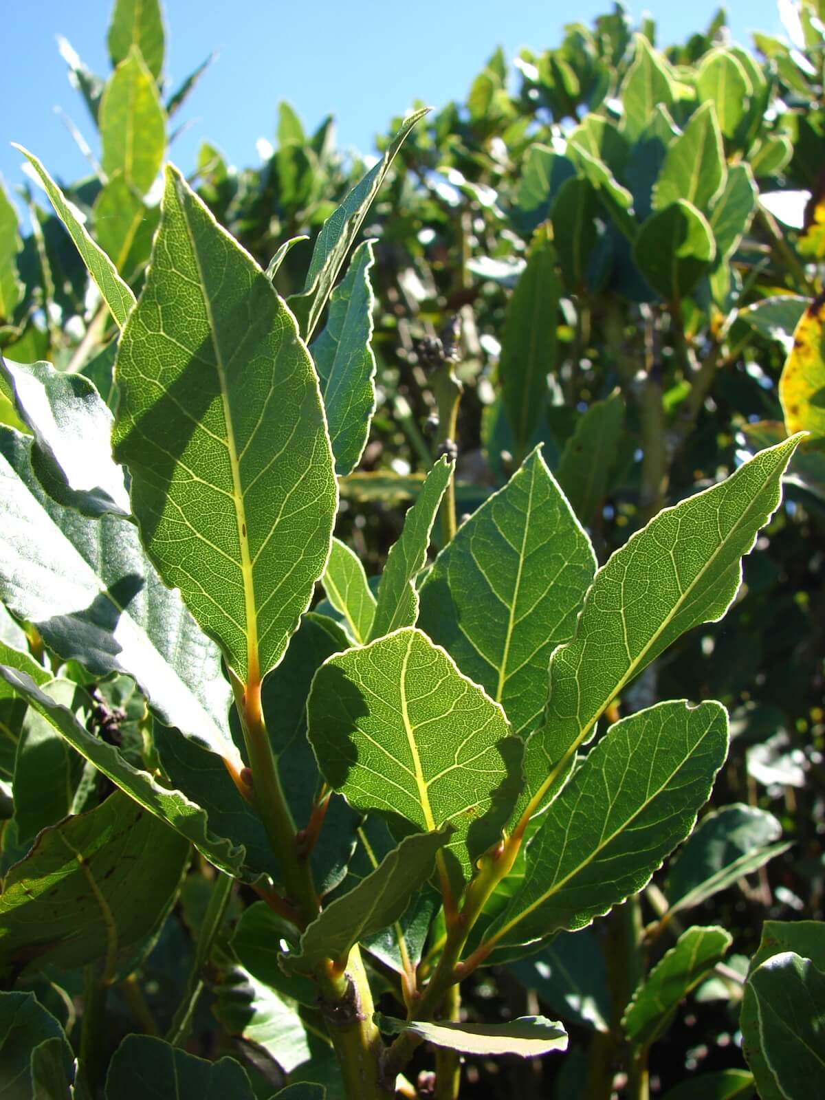 Laurel Leaves