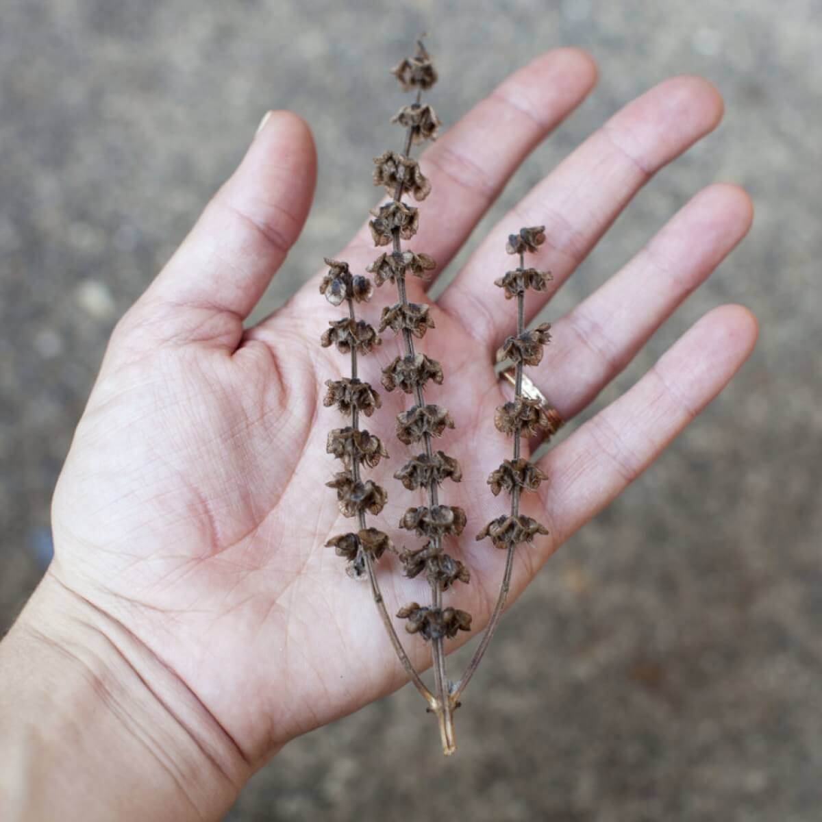 Basil Seeds