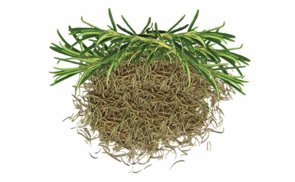 Dried Rosemary