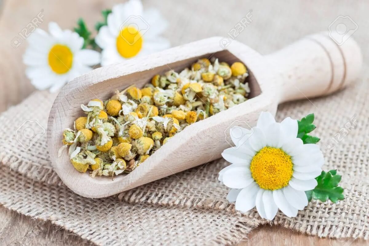 Dried Chamomile