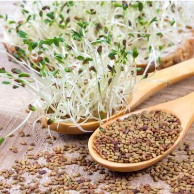 Alfalfa Seeds